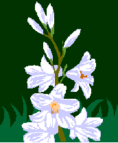 Lilies